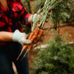 How to Grow Your Own Vegetables: A Beginner’s Guide to Home Gardening