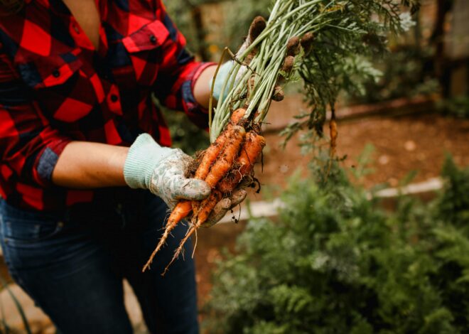 How to Grow Your Own Vegetables: A Beginner’s Guide to Home Gardening