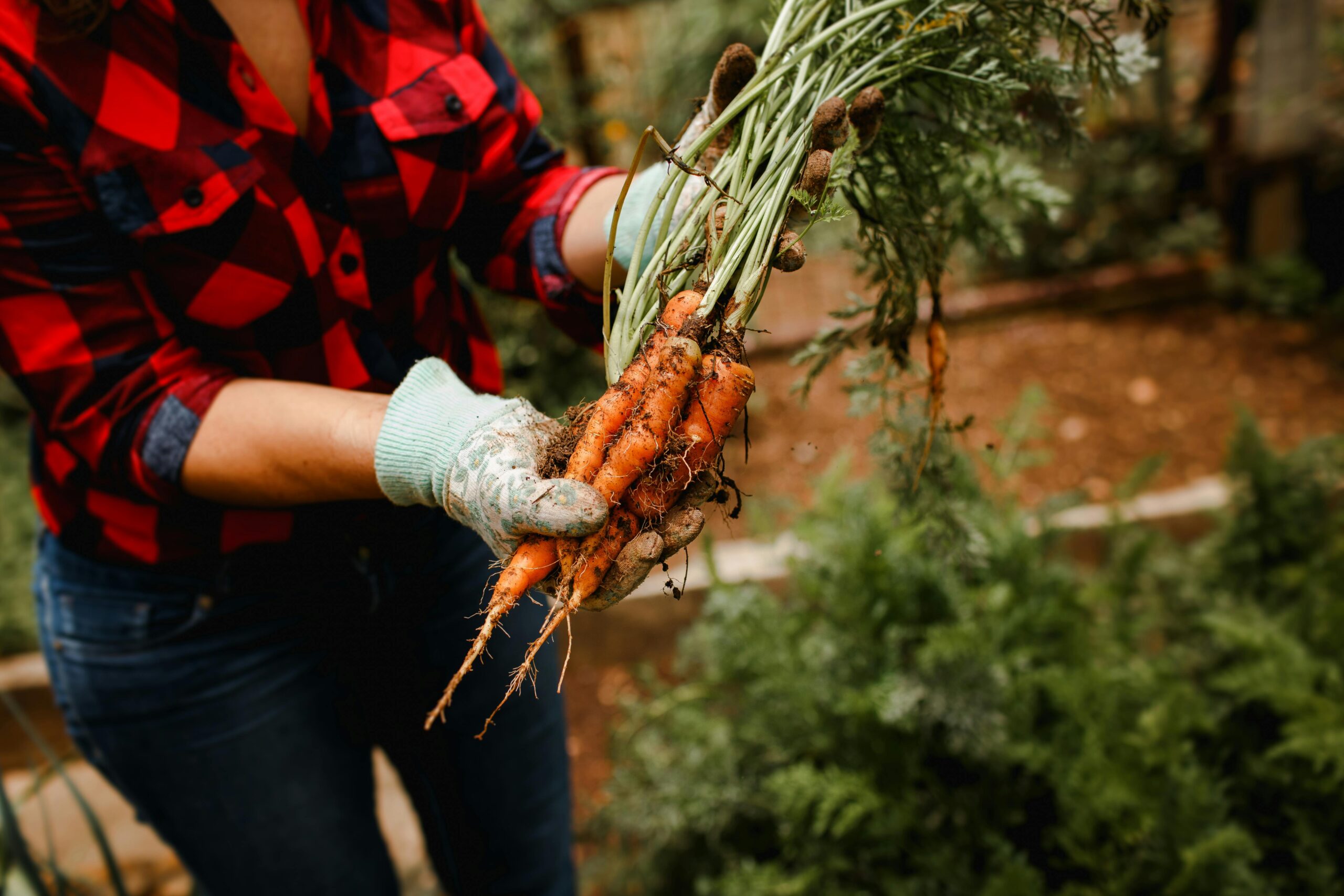 How to Grow Your Own Vegetables: A Beginner’s Guide to Home Gardening